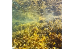 Algae in the ocean.